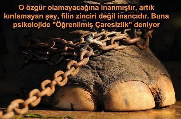 Öğrenilmiş Çaresizlik Tedavisi: Çaresizlikten Çıkmak Mümkün mü?