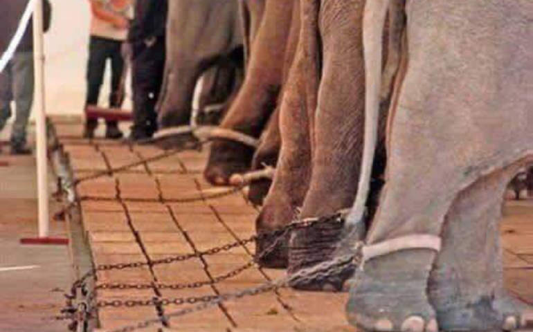 Öğrenilmiş Çaresizlik Nedir?